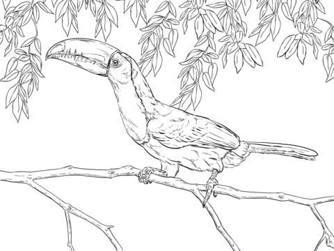 Realistic Keel Billed Toucan Coloring Page